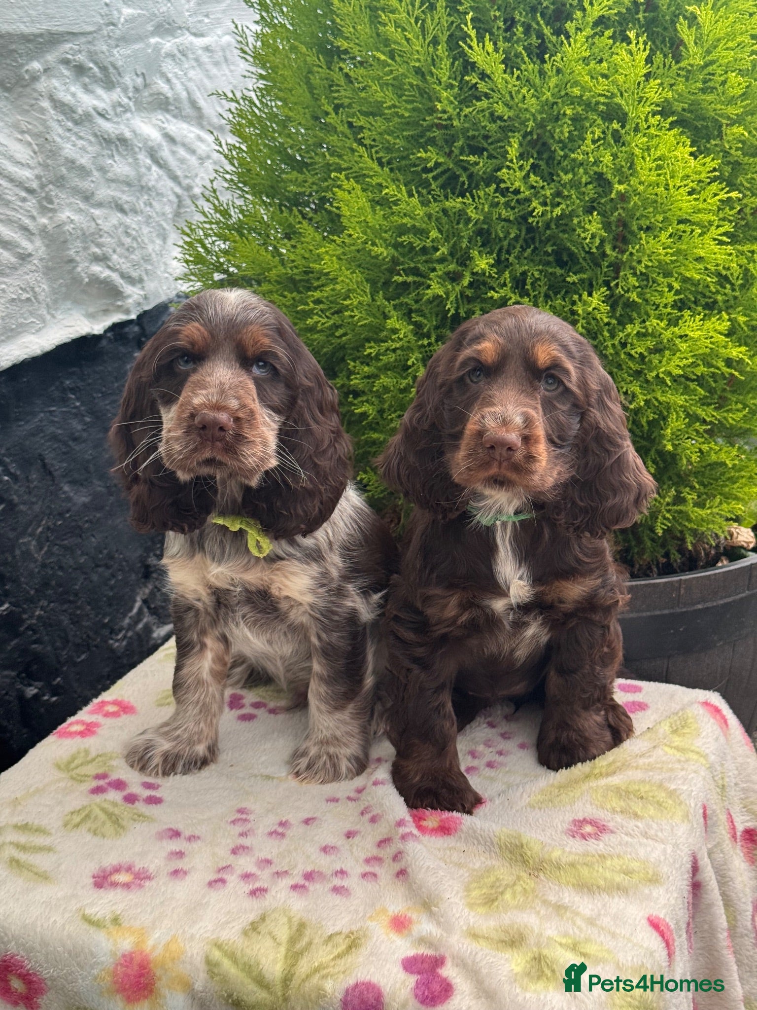 Cocker Spaniel dogs 2 left kc reg show cocker spaniel puppies - Advert 1