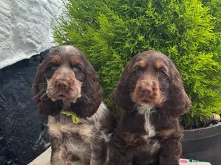 Cocker Spaniel dogs 2 left kc reg show cocker spaniel puppies - Advert 1