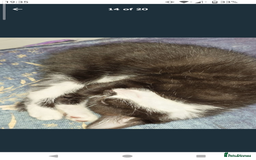 Domestic Shorthair cats for sale: Beautiful kittens ready for loving homes  - Image 11