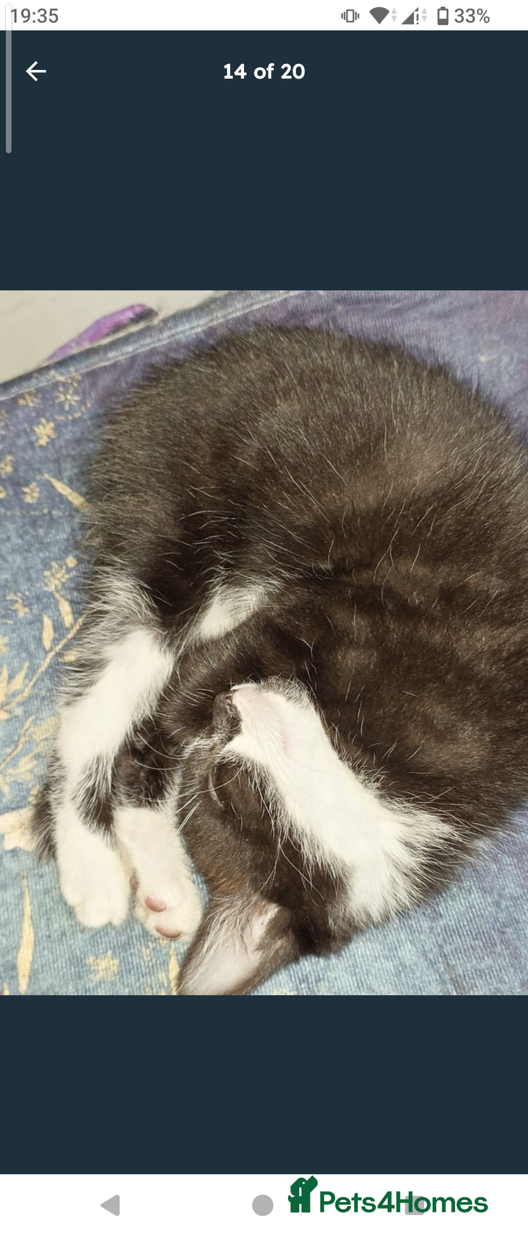Domestic Shorthair cats for sale: Beautiful kittens ready for loving homes  - Image 11