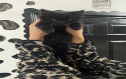 Mixed Breed cats for sale: 2 male black kittens  - Image 11