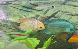 Discus fish for sale: Discus,  Well grown discus fish  - Image 13