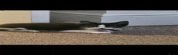 Mixed Breed cats for sale: Mix breed kittens in Boston - Advert 12