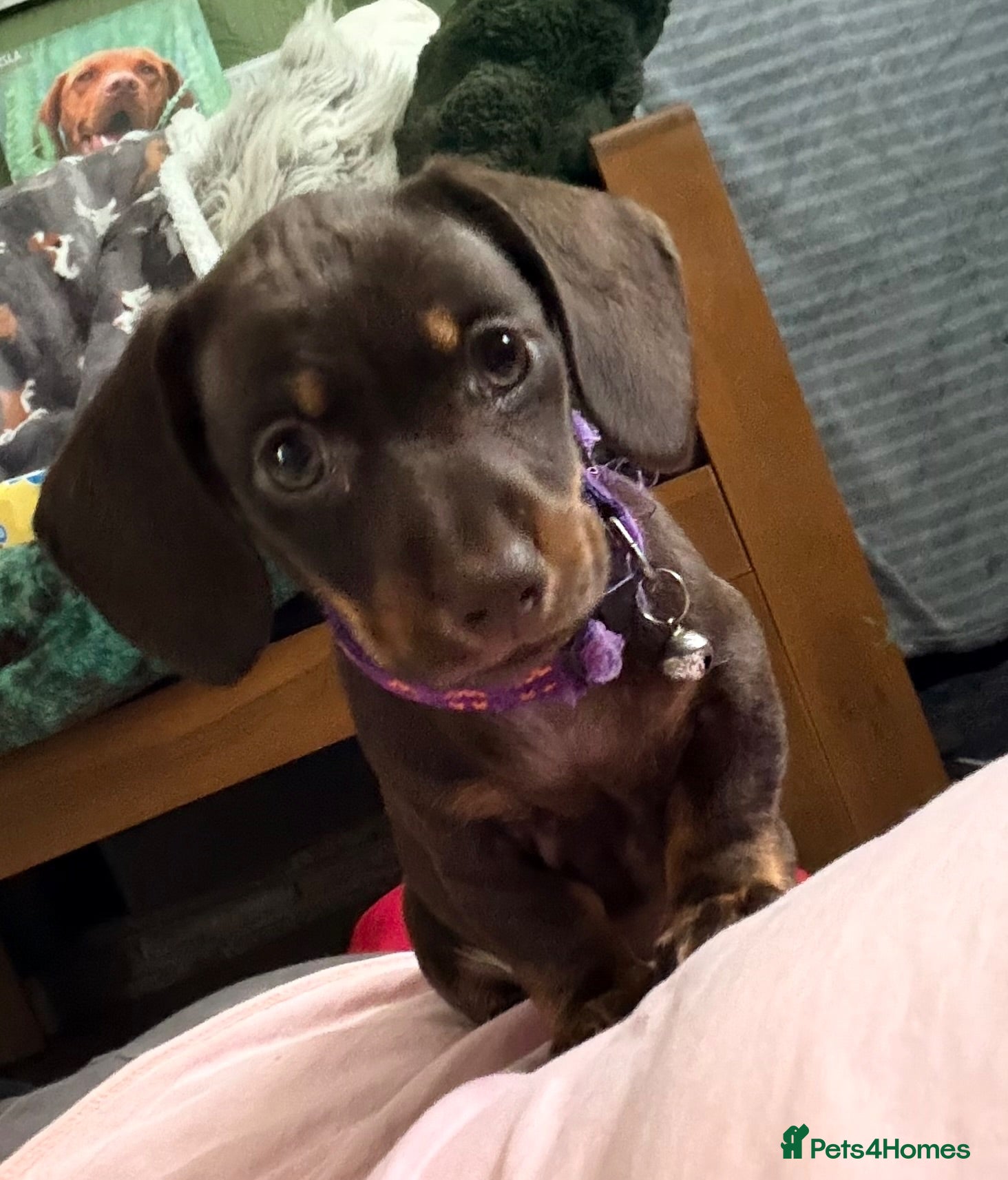 Miniature Dachshund dogs 💕Bridget and Oscar Can’t wait to meet with You💕 - Advert 3