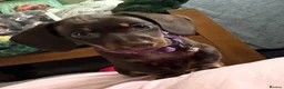 Miniature Dachshund dogs for sale: 💕Bridget and Oscar Can’t wait to meet with You💕 - Advert 1