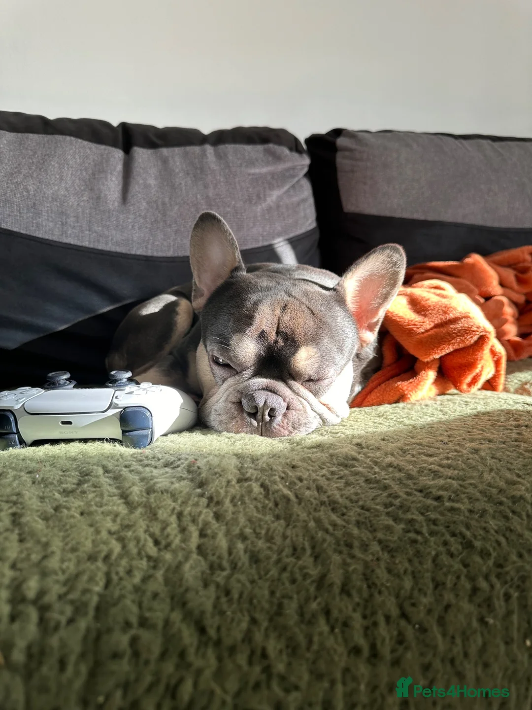 French Bulldog dogs for sale: 3.5 year old Frenchie male  in Swansea - Advert 3