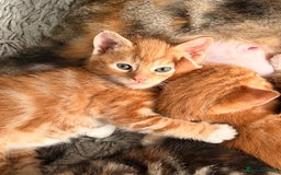 Mixed Breed cats for sale: 2 girls tabby and 2 boys gingers ragdoll tabby mix - Image 2