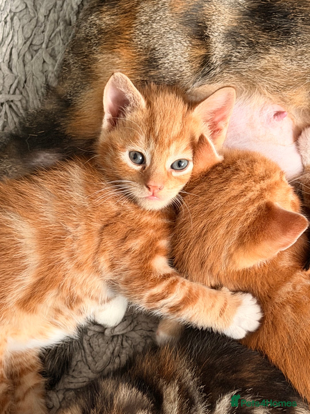 Mixed Breed cats for sale: 2 girls tabby and 2 boys gingers ragdoll tabby mix - Image 2