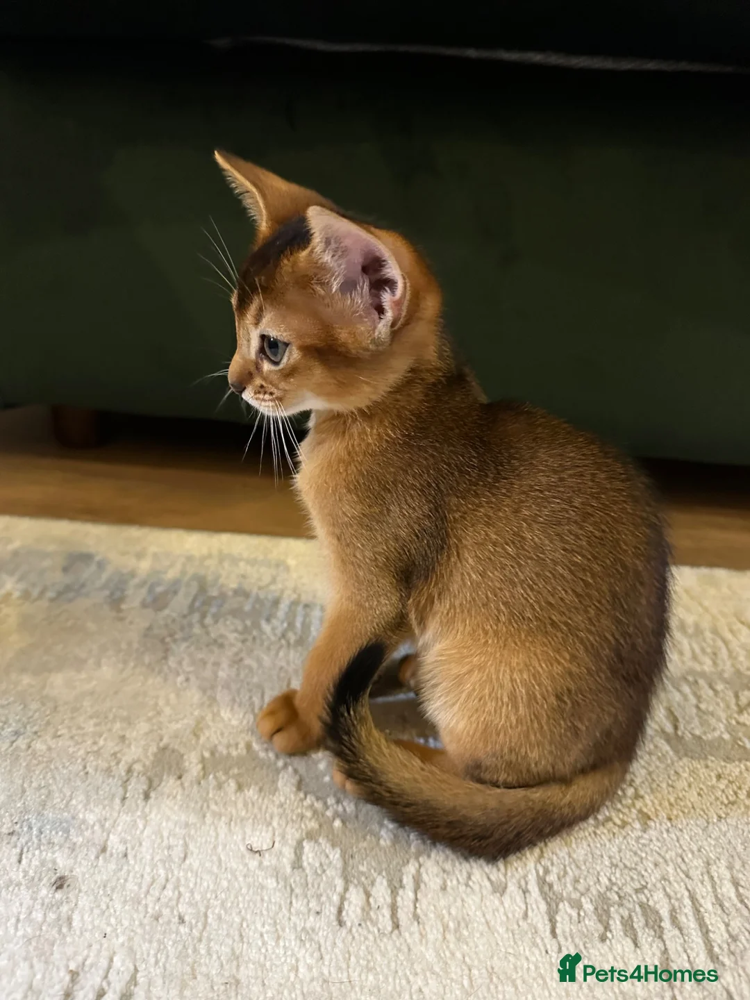 Abyssinian cats for sale: Only 1 Girl available 🎀 - Advert 1