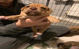 Mixed Breed dogs for sale: Bullmastiff x mixed breed  - Image 8