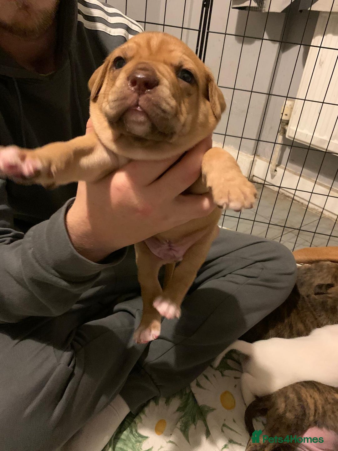 Mixed Breed dogs for sale: Bullmastiff x mixed breed  - Image 8