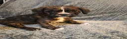Mixed Breed dogs for sale: Beautiful solid puppies - Advert 13