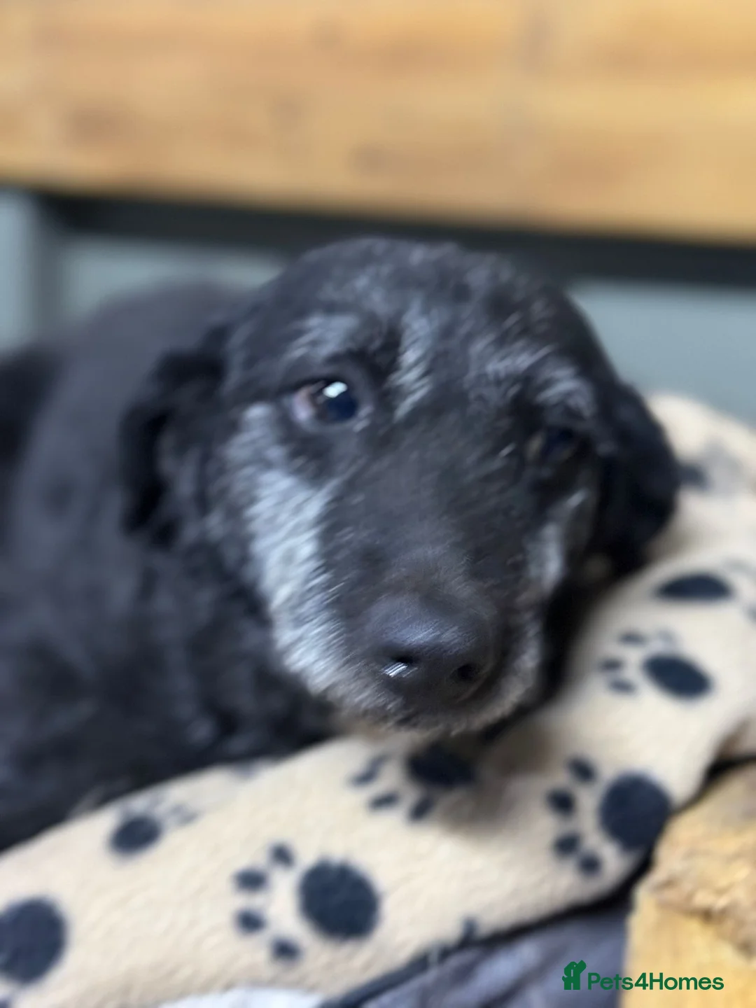 Mixed Breed dogs for adoption: Little Etelka looking for her home - Advert 2