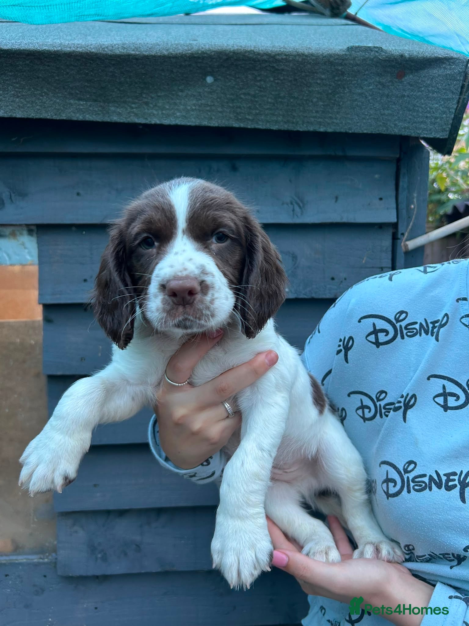 English Springer Spaniel dogs Kc reg working English springer spaniels  - Advert 2