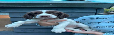 English Springer Spaniel 4