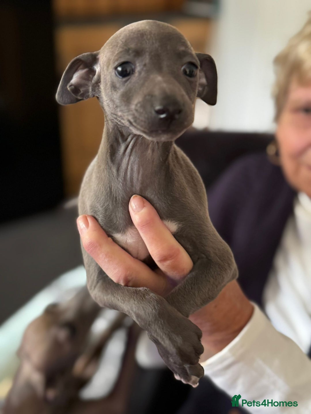 Italian Greyhound dogs for sale: Italian greyhound puppy - Advert 6