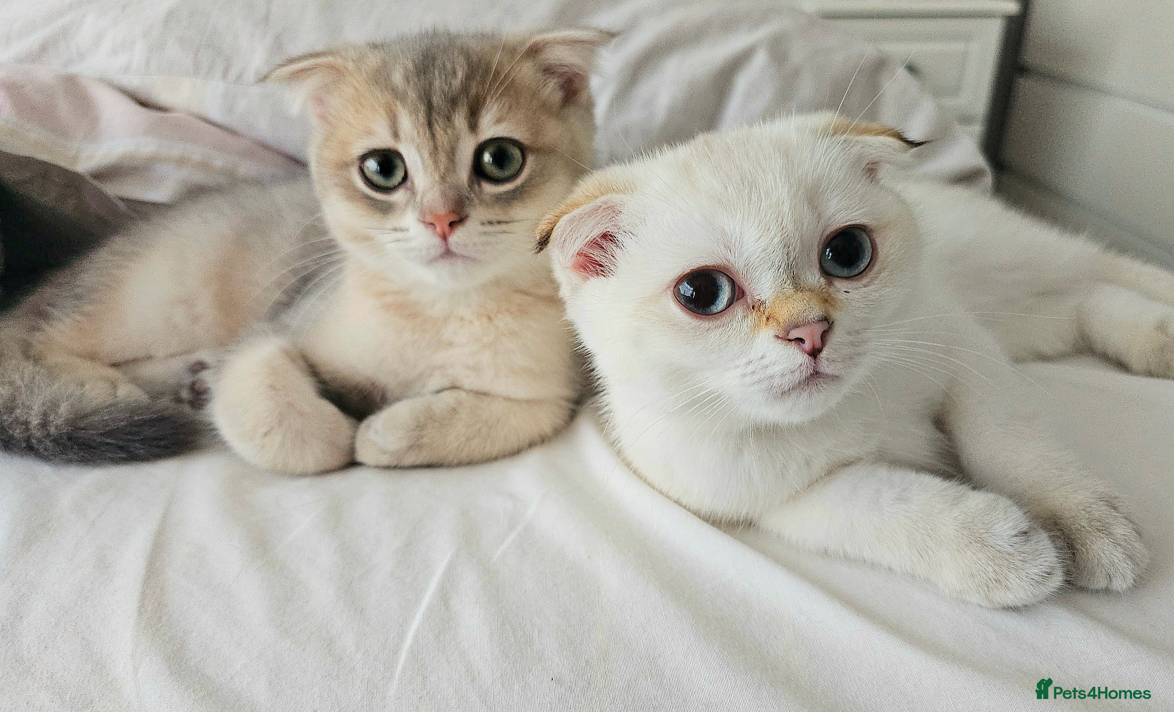 Scottish Fold cats 😸 Scottish Fold pedigree kittens😸 - Advert 1