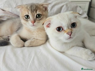 Scottish Fold cats 😸 Scottish Fold pedigree kittens😸 - Advert 2
