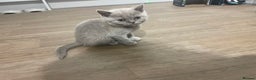 British Shorthair cats for sale:  British shorthair kittens Pedigree registered - Advert 37