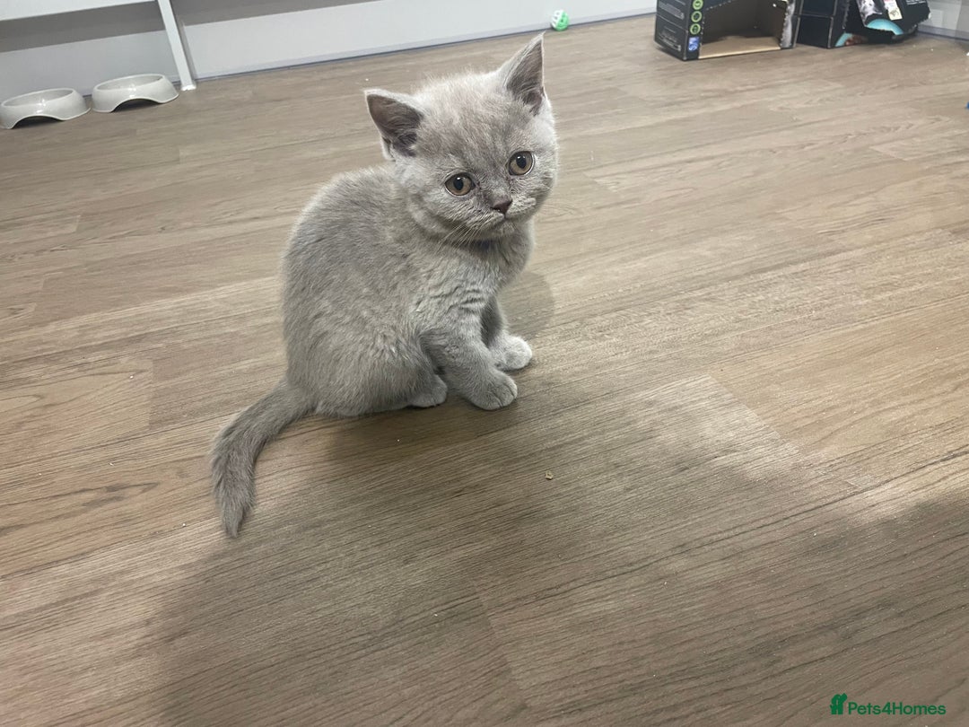 British Shorthair cats for sale:  British shorthair kittens Pedigree registered - Advert 37