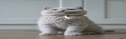 British Shorthair cats for sale: 🧸Teddy Bear Lilac/Blue British Shorthair Kittens✨ - Advert 1