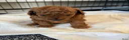 Toy Poodle dogs for sale: ASIAN toy poodle puppies  - Advert 12