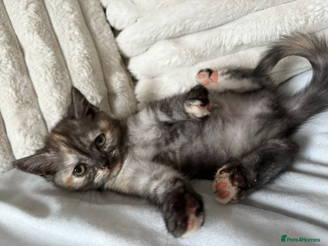 British Shorthair cats for sale: Beautiful British shorthair kittens - Image 25