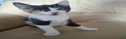 Mixed Breed cats for sale: 4 kittens  in Spalding - Advert 9