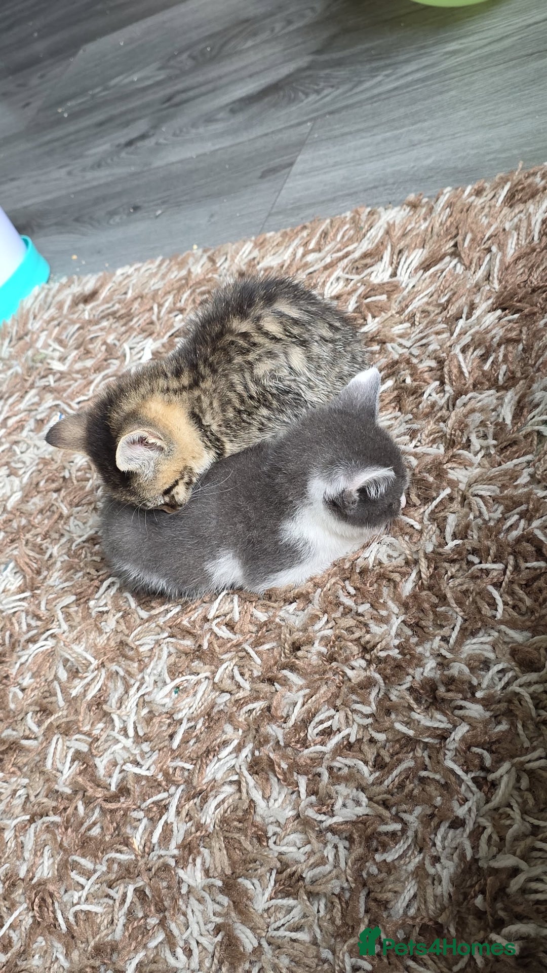 Mixed Breed cats for sale: 2 beautiful female kittens  - Image 2