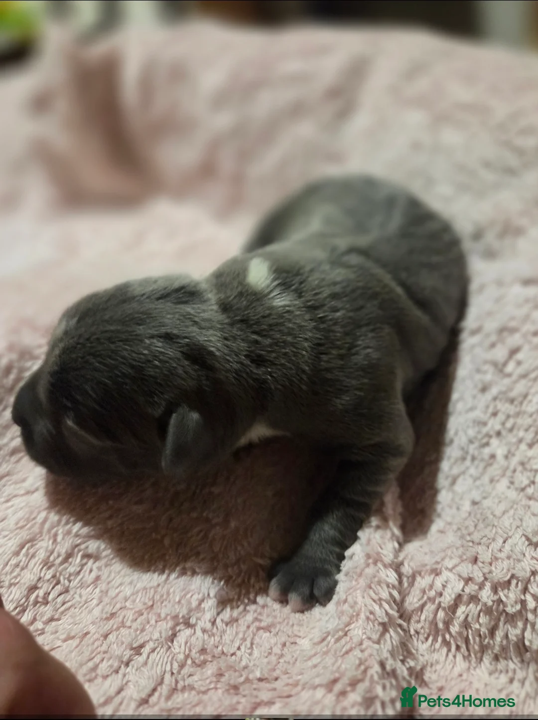 Staffordshire Bull Terrier dogs for sale: KC Reg Staffordshire Bull terrier puppies  - Advert 8