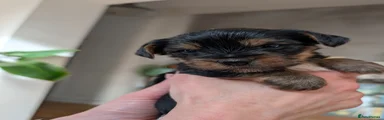 Yorkshire Terrier Puppy 4