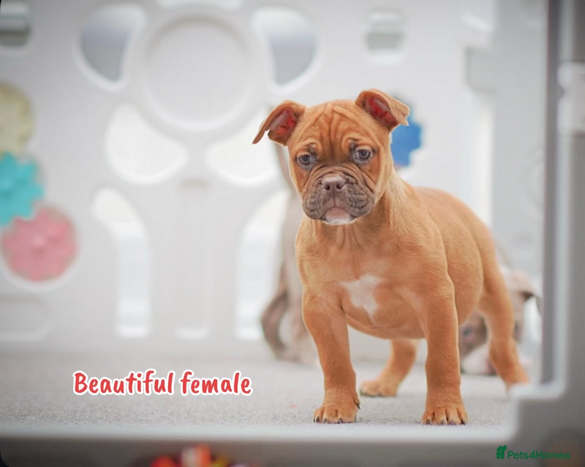 Olde English Bulldogge dogs 5⭐️COUNCIL APPROVED,LICENSED, 23 YEARS EXPERIENCE. - Advert 19