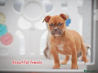 Olde English Bulldogge dogs 5⭐️COUNCIL APPROVED,LICENSED, 23 YEARS EXPERIENCE. - Advert 19