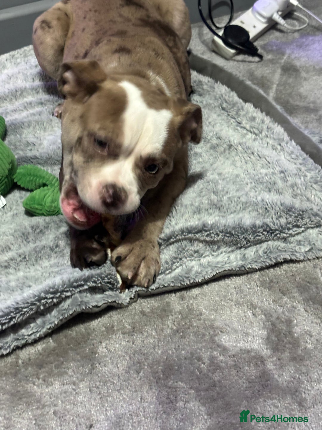 Olde English Bulldogge dogs for sale: Olde English bulldogge Merle female  - Image 1
