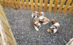 Shih Tzu dogs for sale: ✨ Adorable Shih Tzu Puppies – 1 Boy & 2 Girls 💖 - Image 2