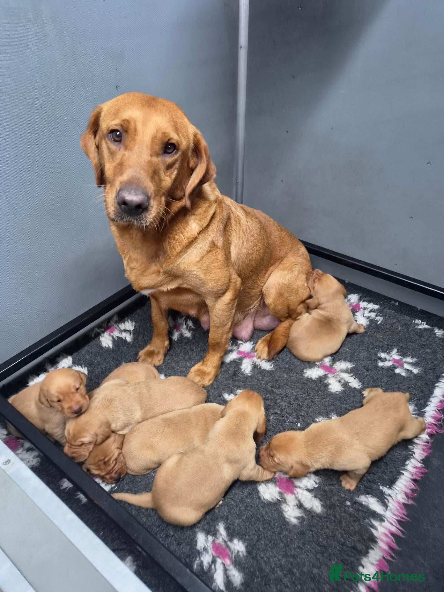 Labrador Retriever dogs Beautiful KC Registered Fox Red Labrador Puppies  - Advert 2