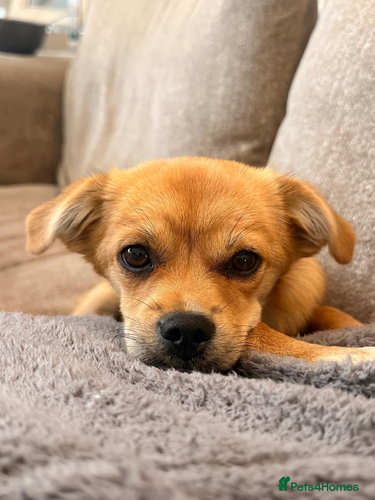 Mixed Breed dogs ❤️MYLA❤️ THE LITTLE GIRL FOR ONE VERY LUCKY FAMILY - Advert 1