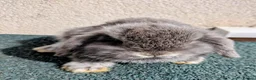 Dwarf Lop rabbits for sale: Female Holland lop ready now - Advert 3