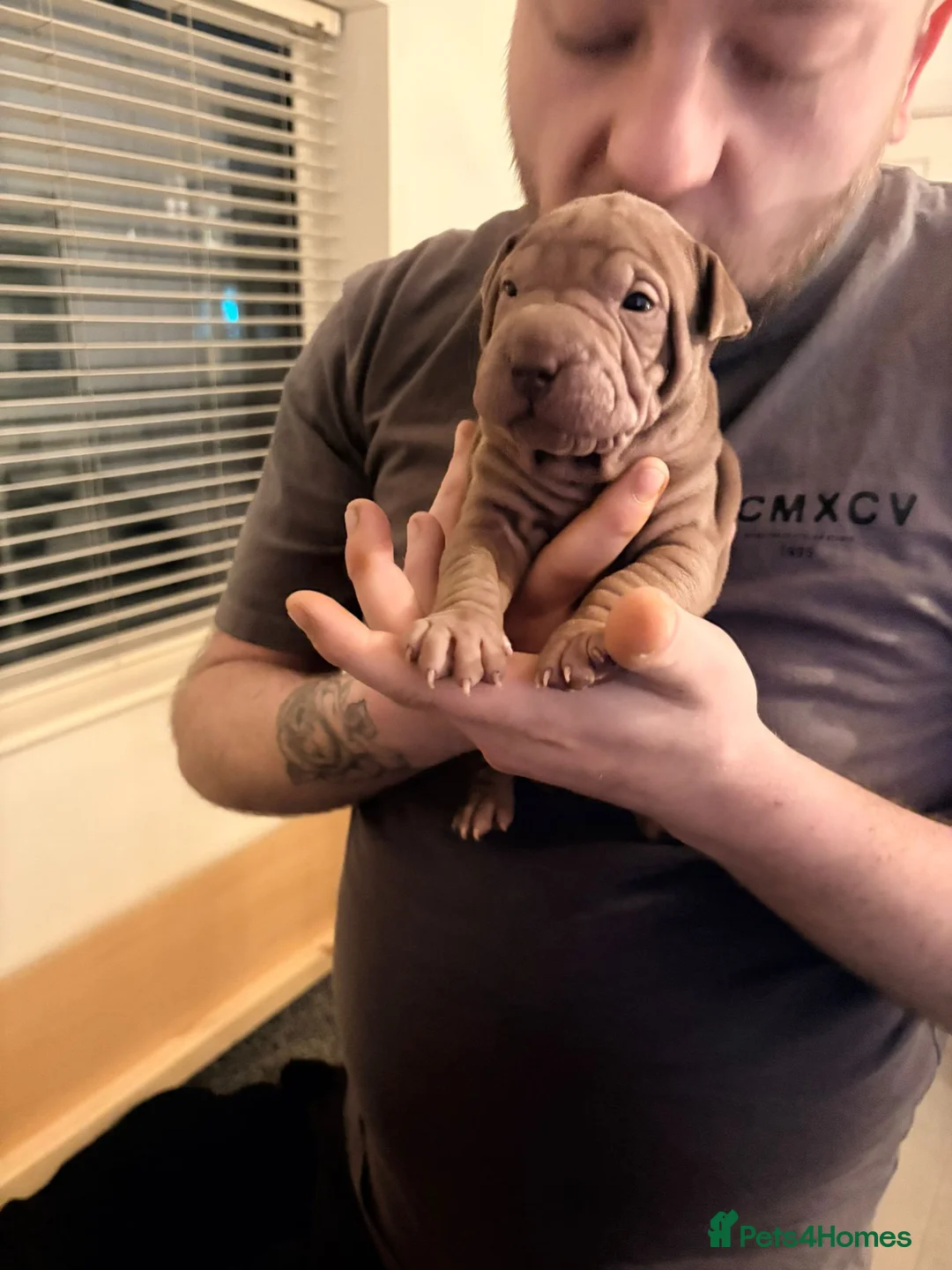 Shar Pei dogs for sale: Shar Pei Puppies looking for forever homes - Advert 22