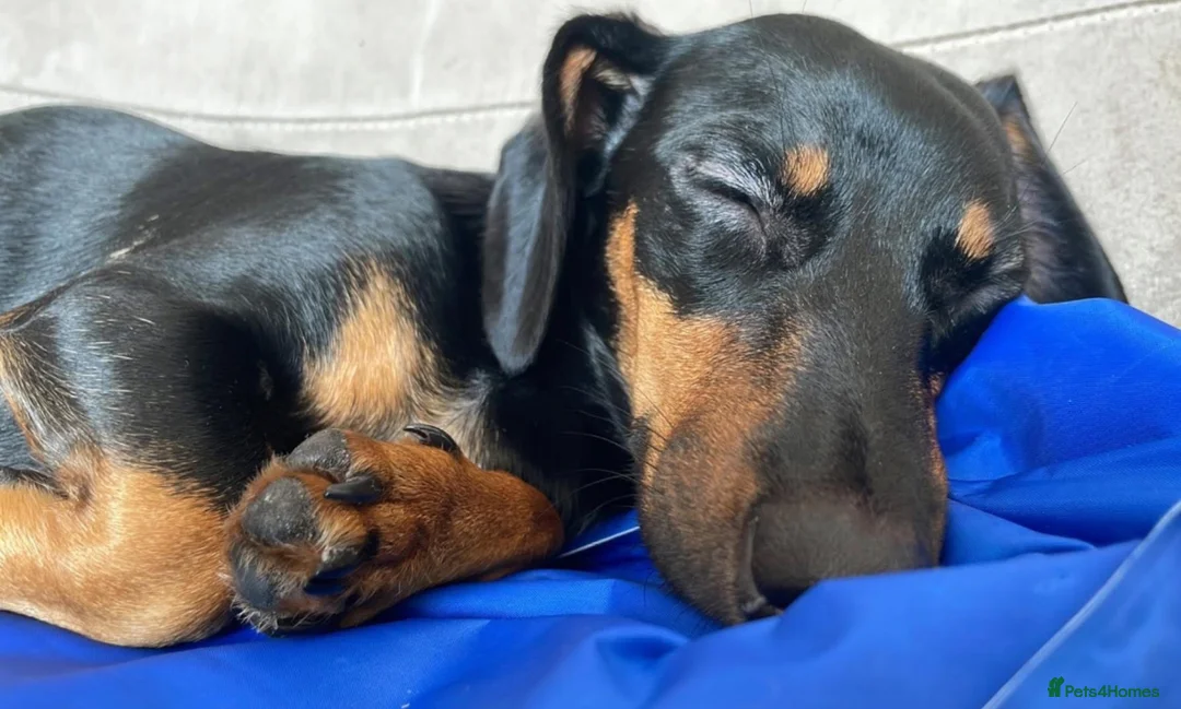 Dachshund dogs for sale: Dachshund puppy ready to go - Advert 1