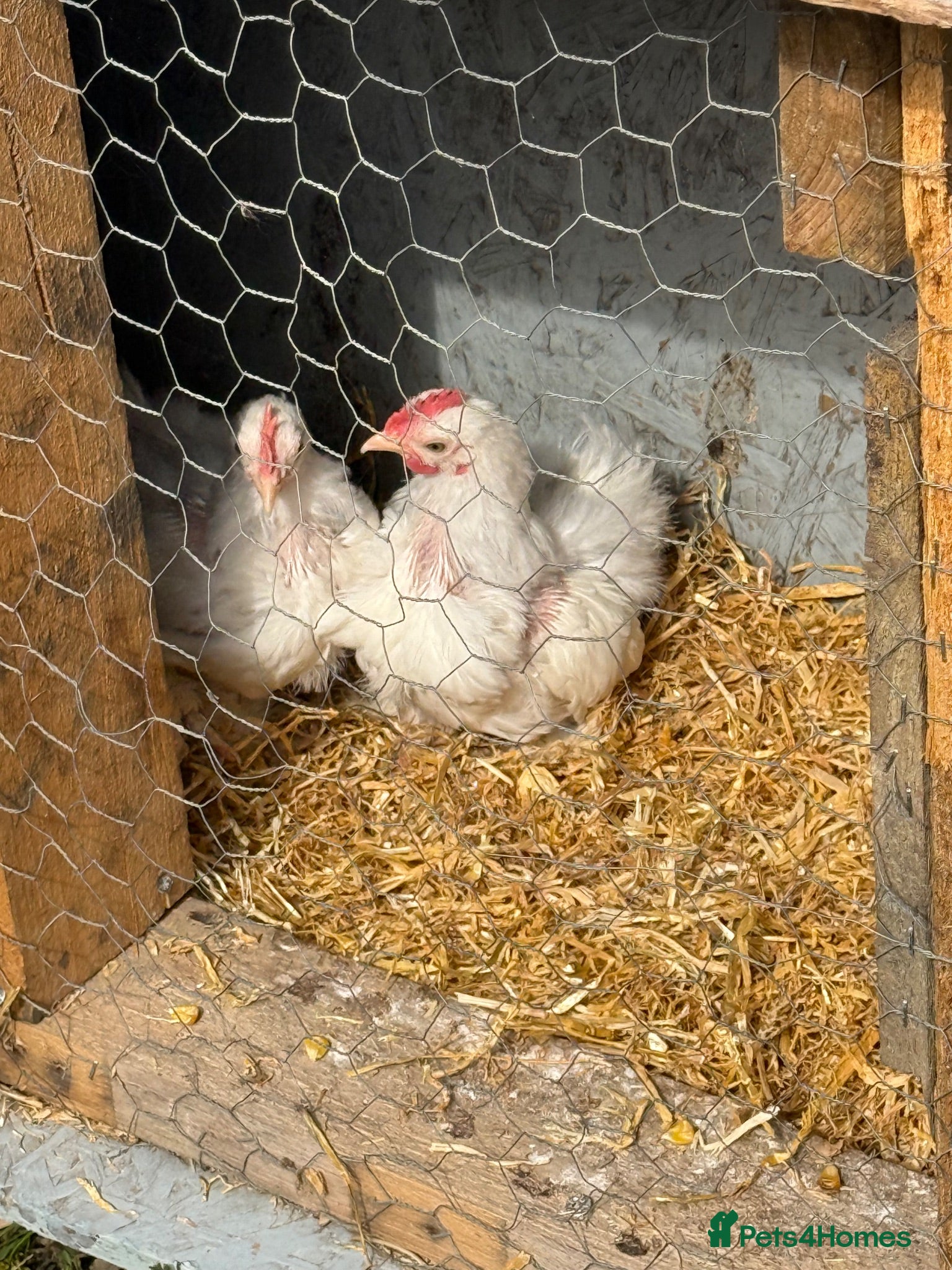 Chickens poultry White pekin bantam - Advert 20