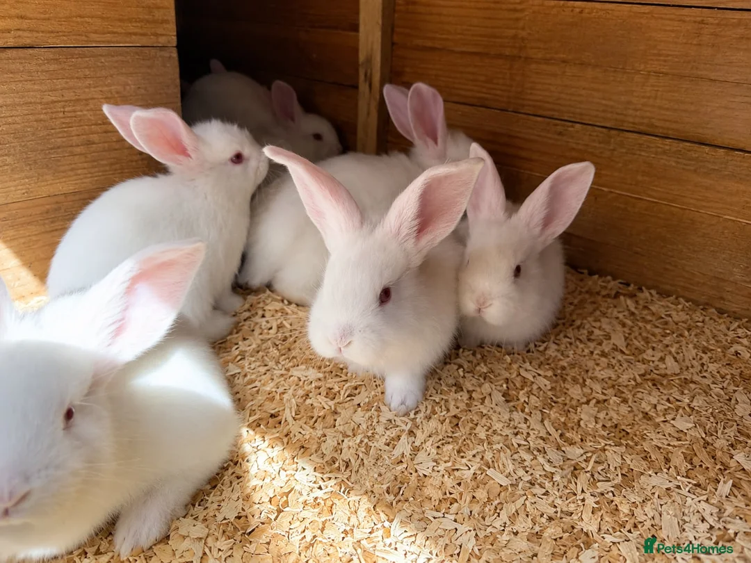 Continental Giant rabbits for sale: Continental giants  - Advert 1