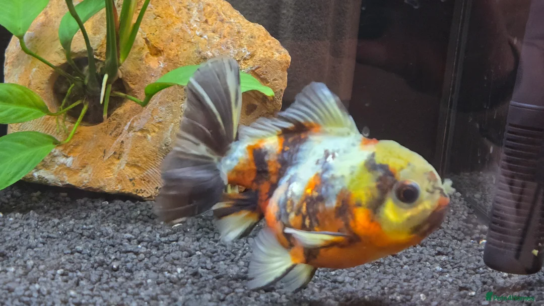Fancy Goldfish fish for sale: High Grade Orandas / Gold Bristle Nose Plecos - Advert 5