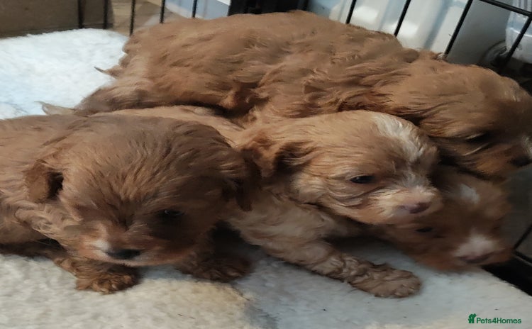 Cavapoo dogs - Advert 1