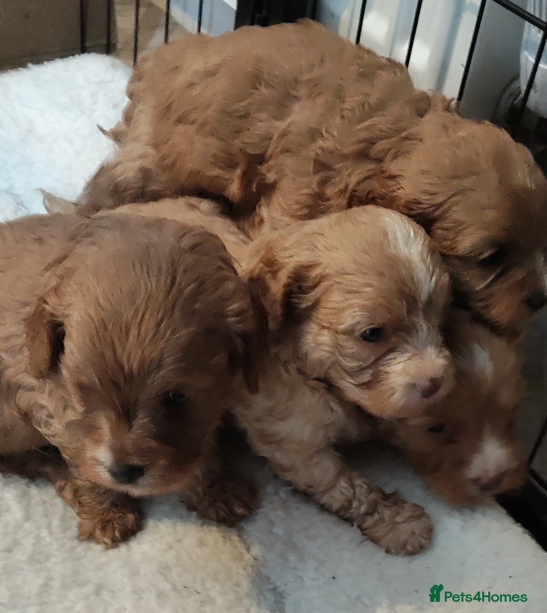 Cavapoo dogs for sale: Quality Cavapoo Puppies.  - Image 1