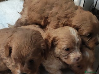 Cavapoo dogs - Advert 18