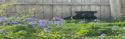 Rottweiler dogs for sale: Rottweiler Apollo 10 month old in Derby - Advert 7