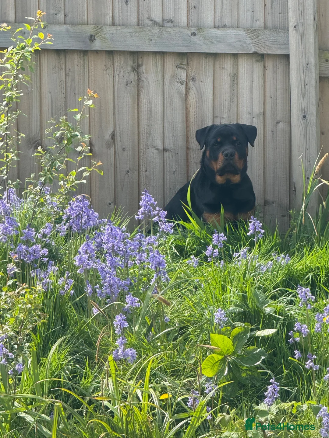 Rottweiler dogs for sale: Rottweiler Apollo 10 month old in Derby - Advert 7