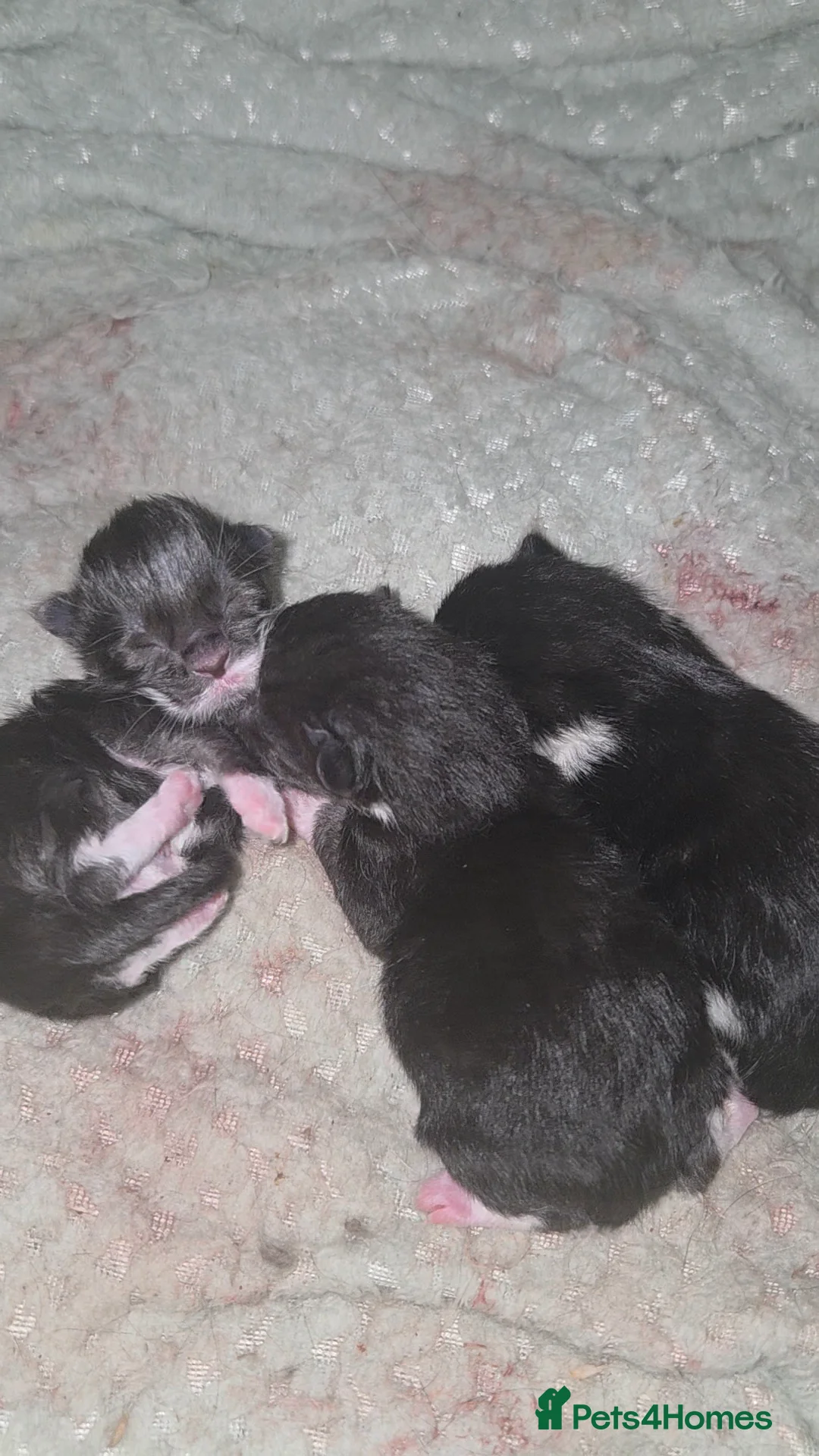 Mixed Breed cats for sale: Domestic kittens for sale  - Advert 7