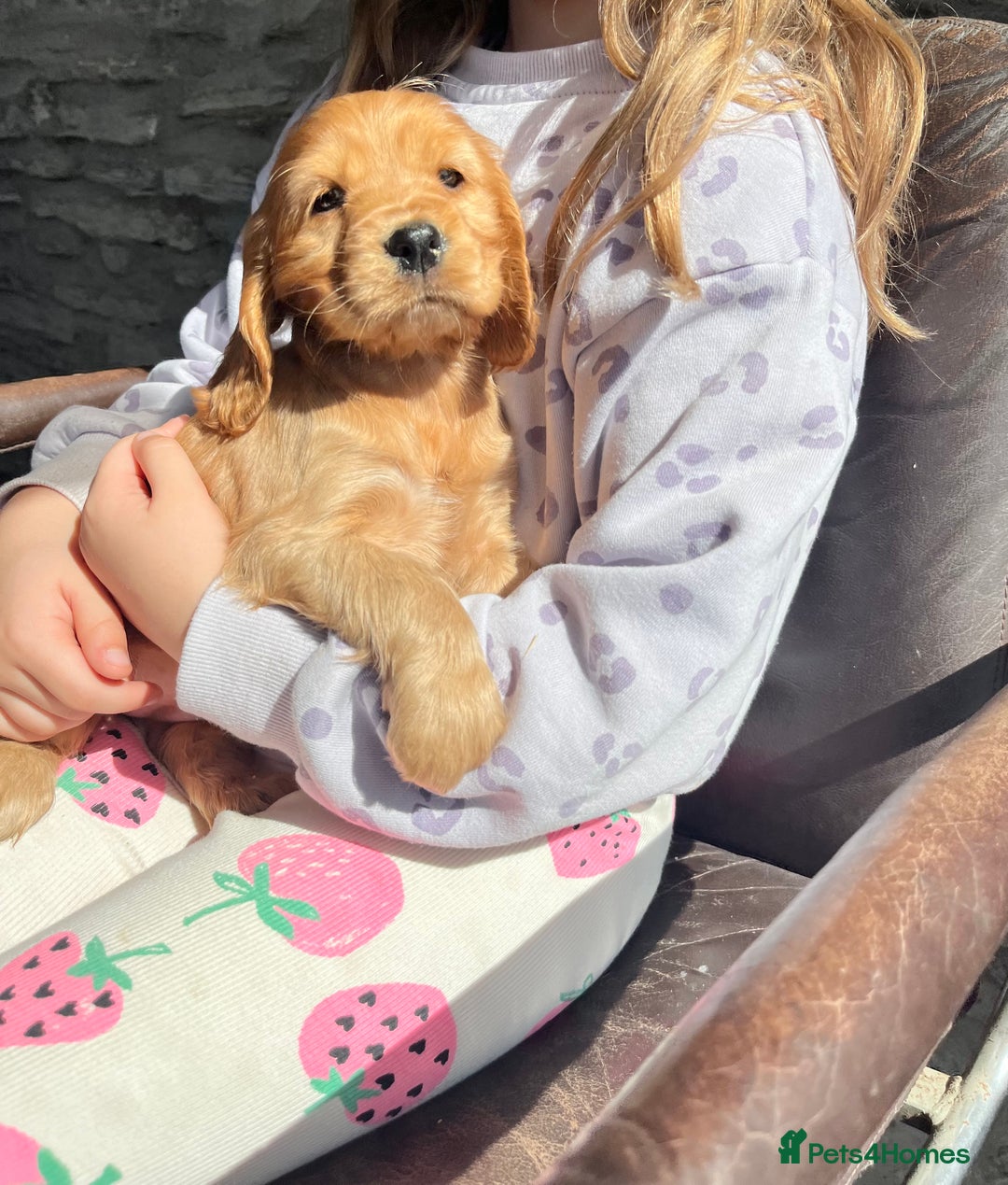 Cocker Spaniel dogs for sale: KC Health tested show type cocker spaniel puppies - Image 12